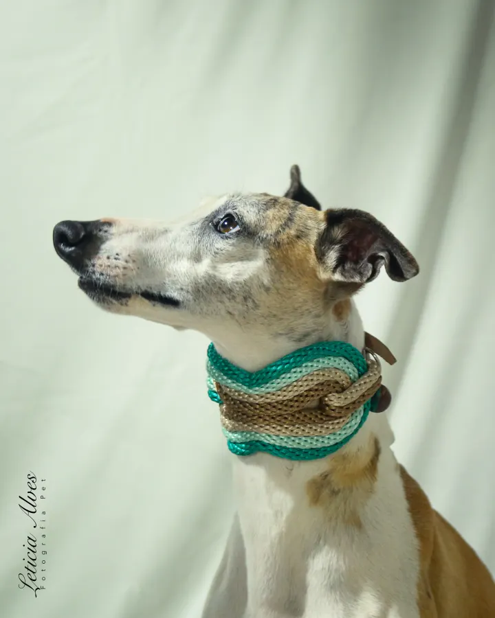Galgo usando uma peça Hoshiko