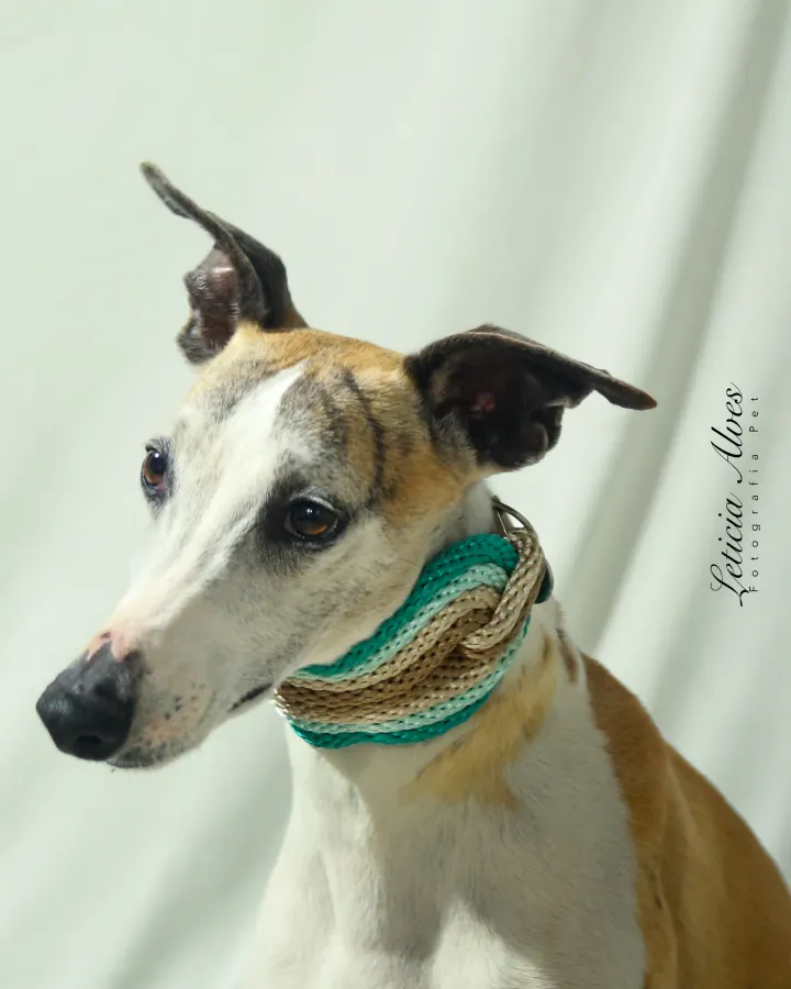 Galgo usando uma peça Hoshiko