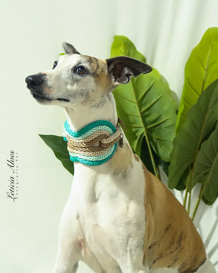 Galgo usando uma peça Hoshiko