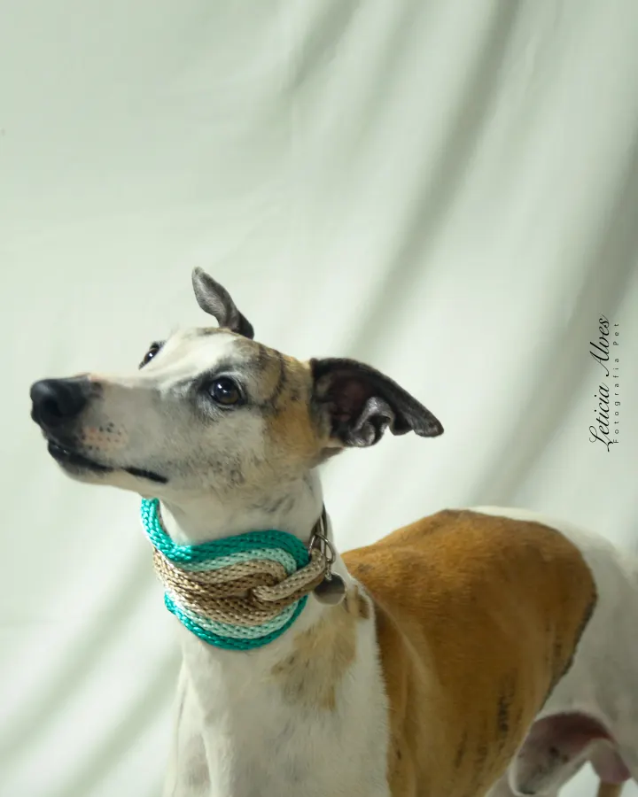 Galgo usando uma peça Hoshiko