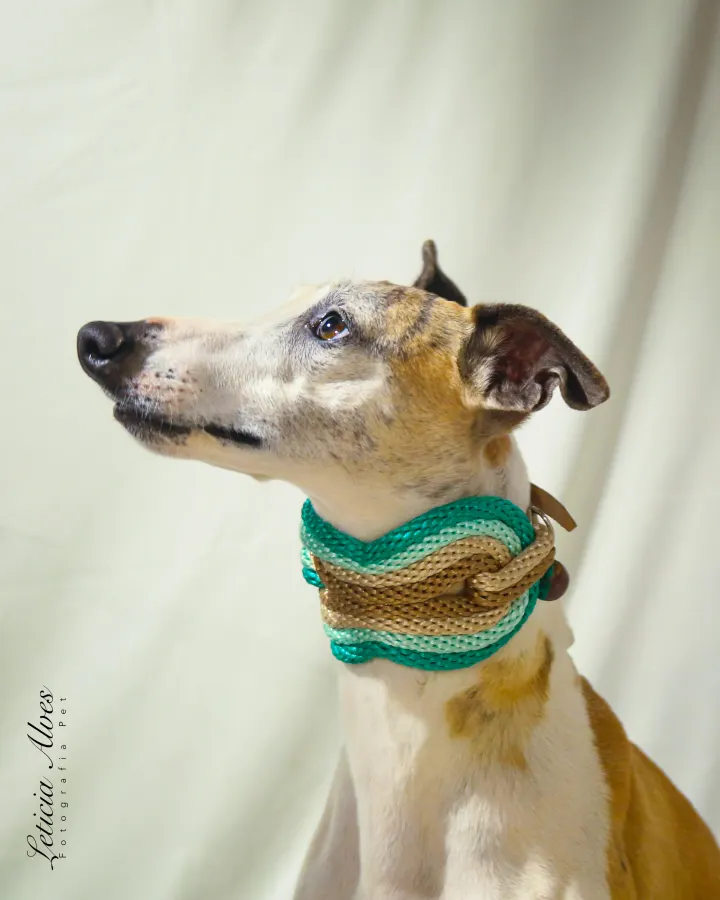 Galgo usando uma peça Hoshiko