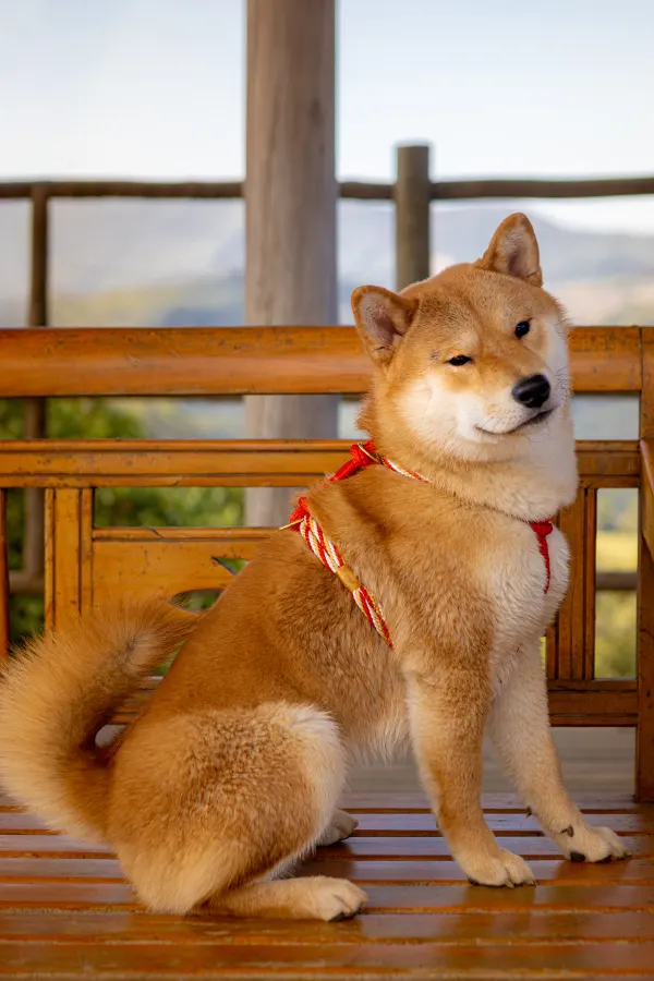 Haku usando uma peça Hoshiko