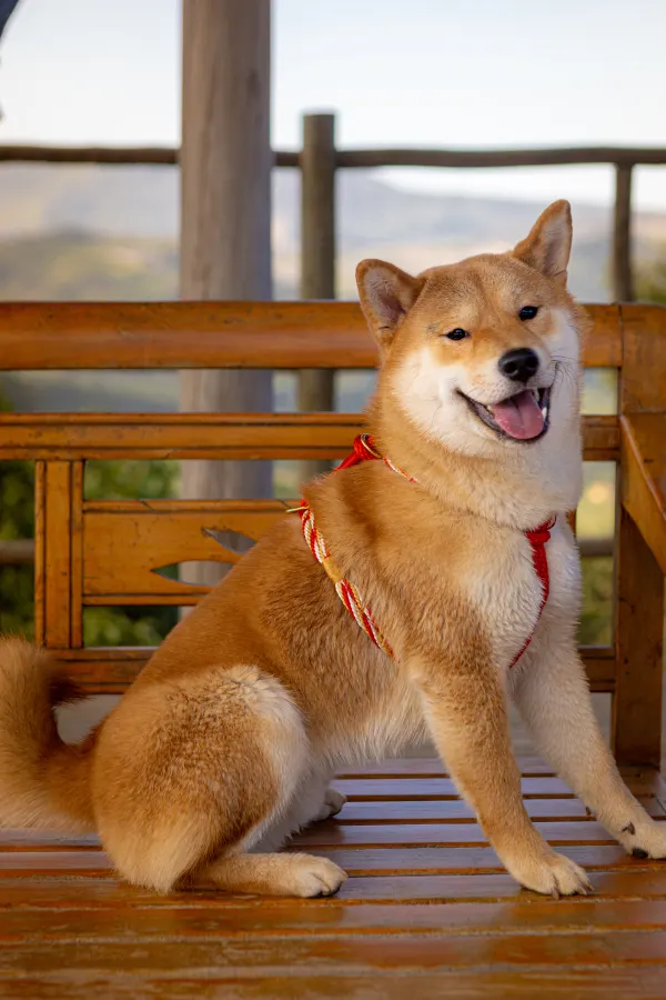 Haku usando uma peça Hoshiko