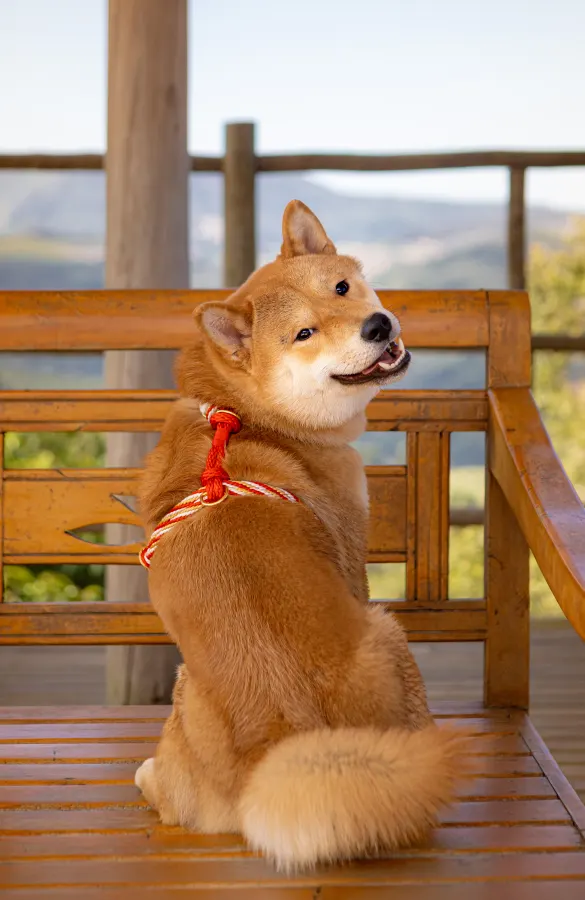 Haku usando uma peça Hoshiko