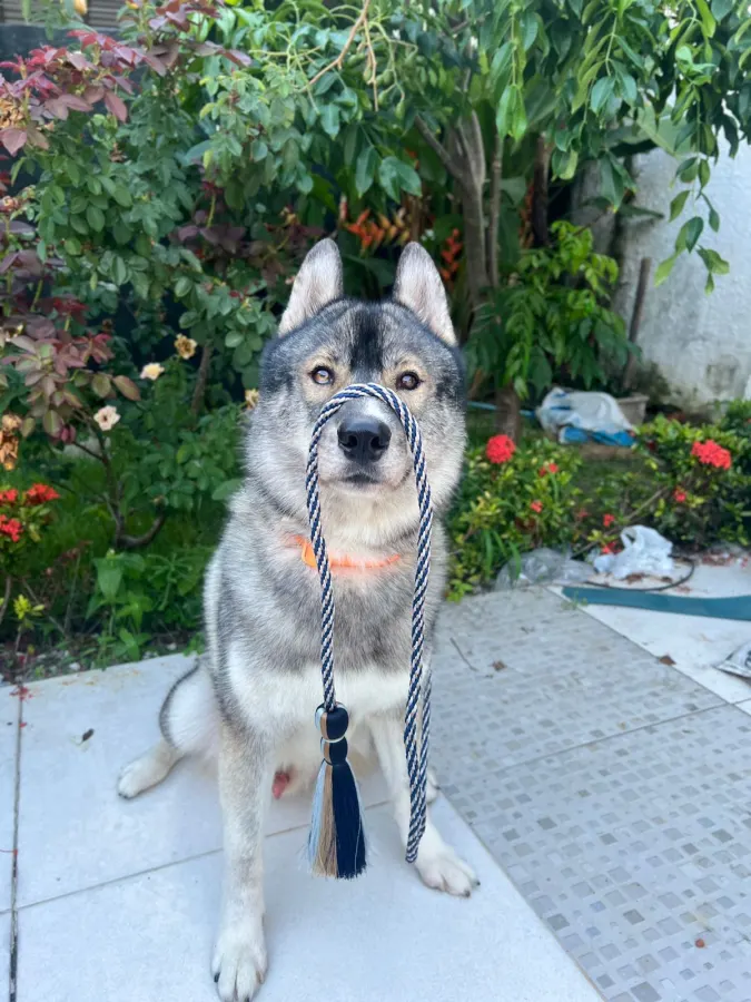 Husky usando uma peça Hoshiko