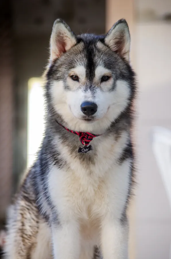 Husky usando uma peça Hoshiko