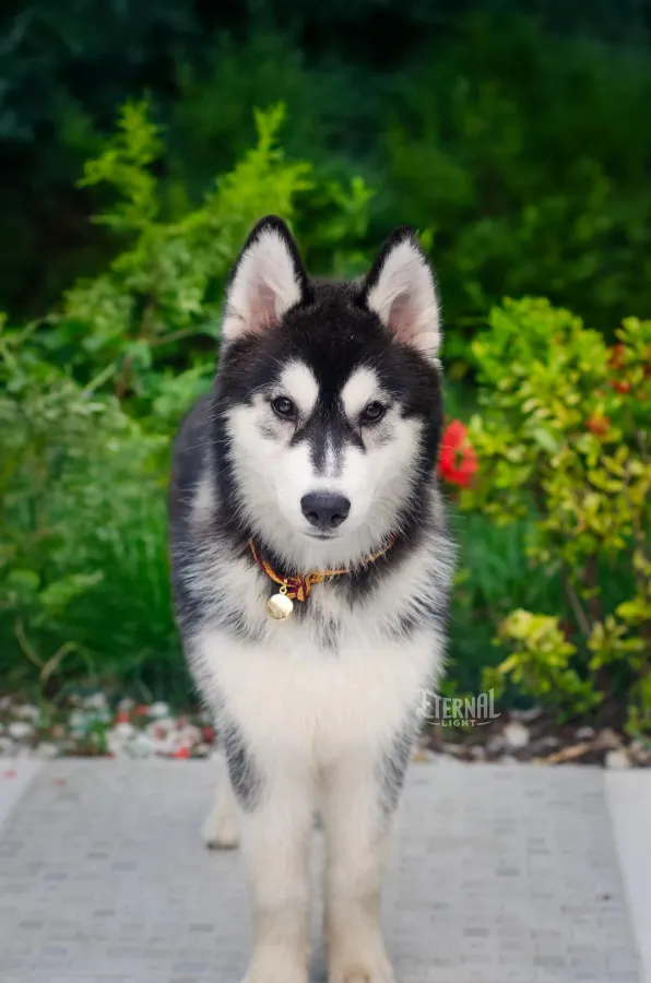 Husky usando uma peça Hoshiko