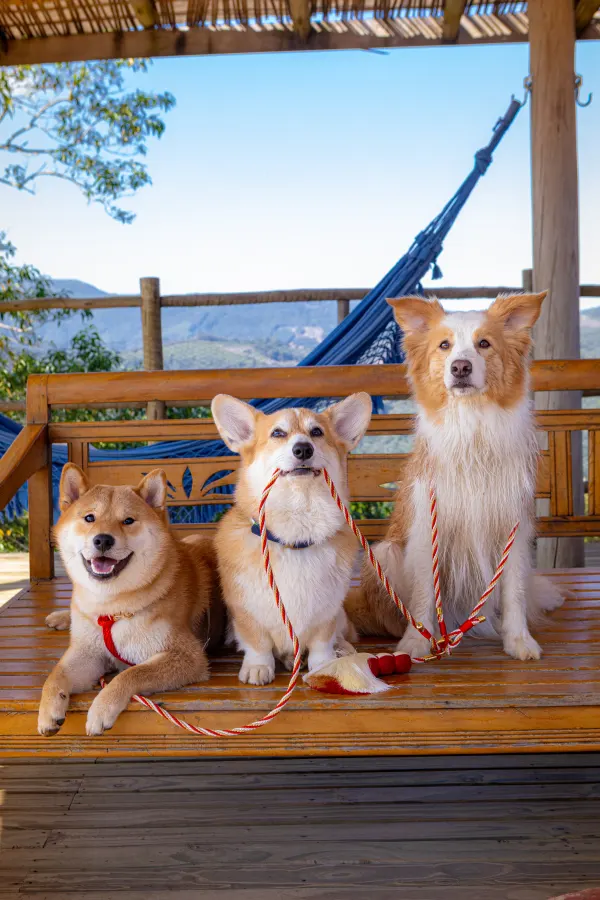 Trio de clientes Hoshiko