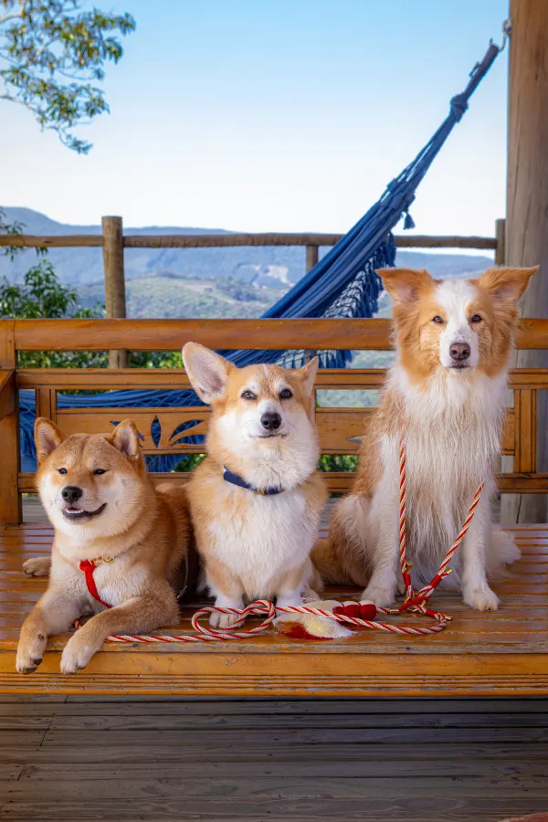 Trio de clientes Hoshiko